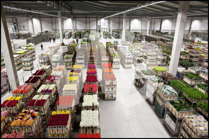 bloemen en planten vvbvanbree     1089